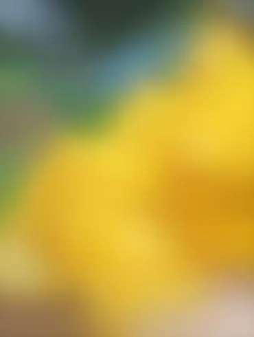 Lesbian Caught Scissoring Lunchlady Dora Miss Hoover Milf Sex